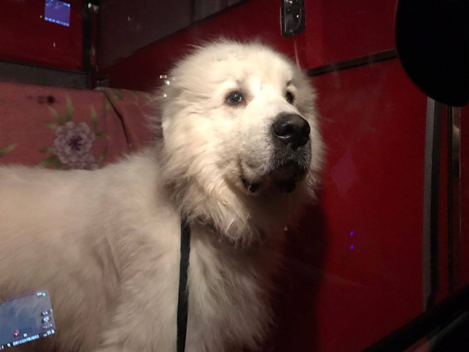 ペットタクシー 札幌市内送迎 小型犬から大型犬まで対応できます 札幌 引越し 赤帽ピジョン ブログ